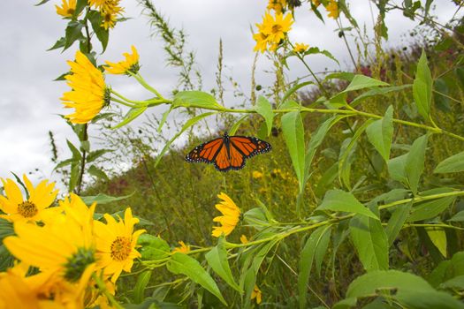 Fragment of the prairie in late summer