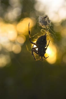 Small spider sitting on the web during sunset