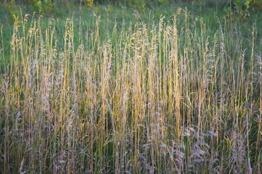 Fragment of the vegetative plant in late summer