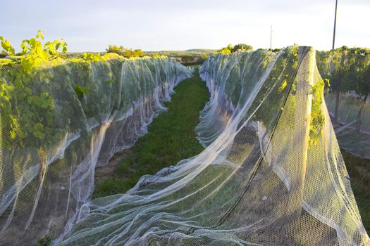 Winery in Nebraska with vines covered by a net to ptotect grapes from birds