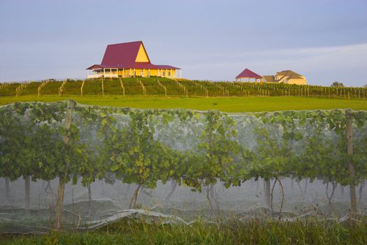 Winery in Nebraska with vines covered by a net to ptotect grapes from birds