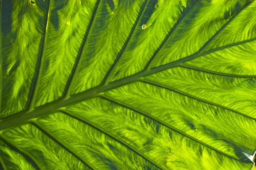 Large tropical leaf background sunlit from behind