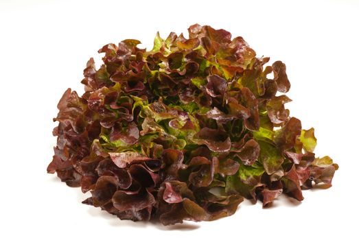 Fresh lollo rosso lettuce isolated on white