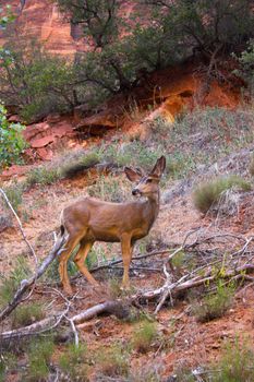 Wild deer grazing in the mountains of Zion