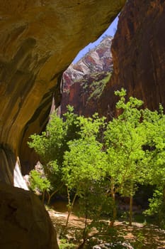 Inside the canyons of Zion National Park in Utah, USA