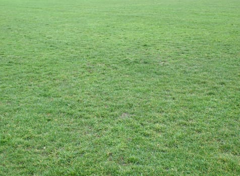 Green meadow or lawn useful as a grass background