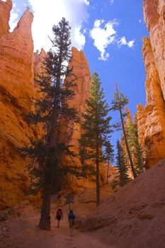 Famous pine trees in rare rock formations of Bryce Canyon National park