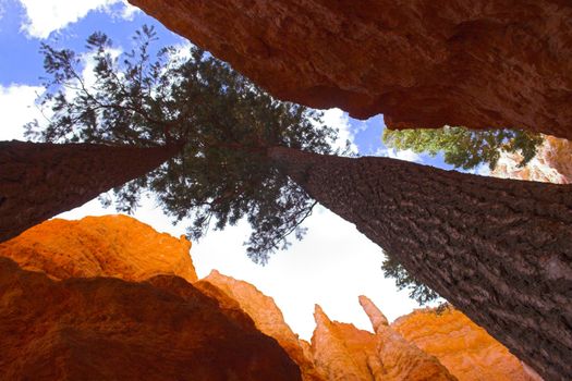 Famous pine trees in rare rock formations of Bryce Canyon National park