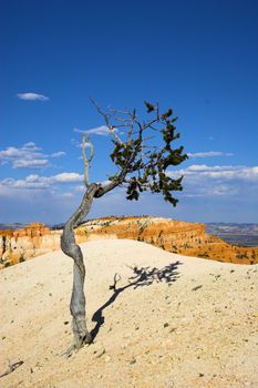 Famous pine trees in rare rock formations of Bryce Canyon National park