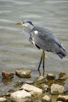 A Heron standing in the lake in Canada Water.