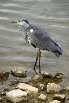 A Heron standing in the lake in Canada Water.