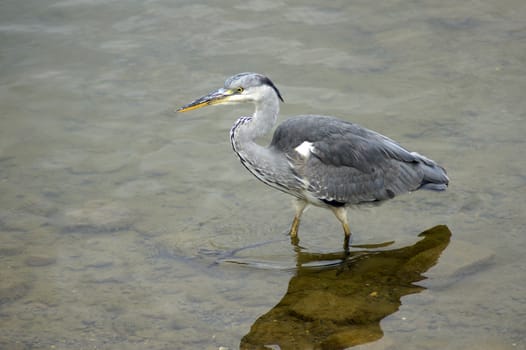 A Heron standing in the lake in Canada Water.