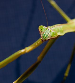 Close up of the head of a praying mantis as the insect stares at the camera