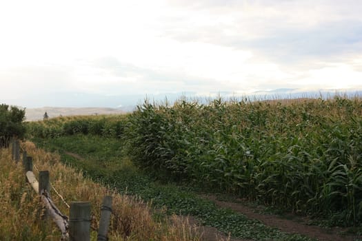 road and fence next to the corn field