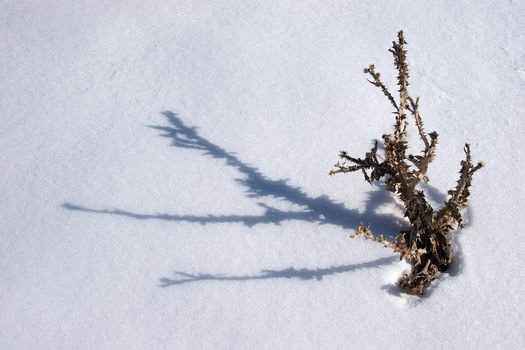 Withered thistle in deep snow at Mount Ararat slopes, eastern Turkey.