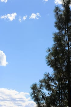 half of pine tree in the blue sky