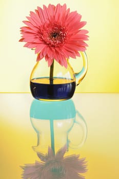 pink gerbera in vase  on yellow background