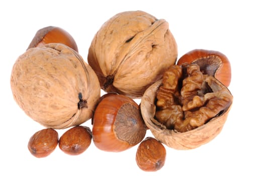 walnuts and hazelnuts  isolated on white background