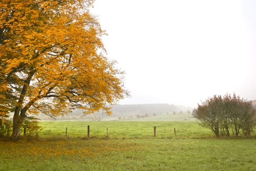 An image of a nice autumn leaf background