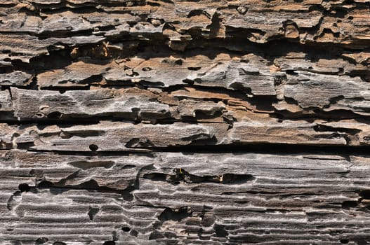 textured wood of very old tree