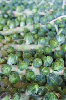 Pile of brussel sprout stalks at the farmers market