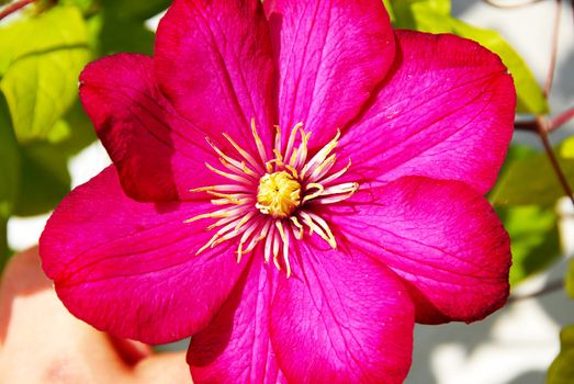 one perfect pink clematis blooming flower closeup