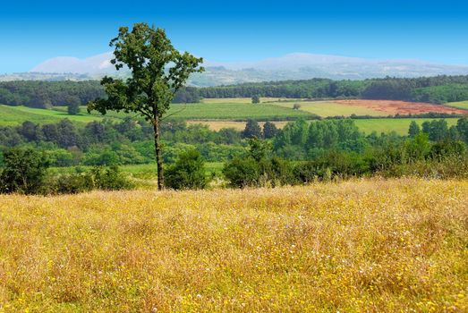 summer rural landscape with lonely tree in serbia
