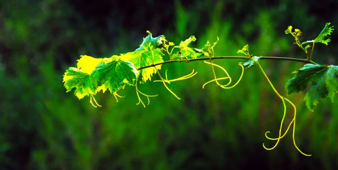 bright vine plant over blur green background