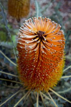 West Australian Wildflower, part of the Banksia family. Ashby's Banksia - Banksia ashbyi