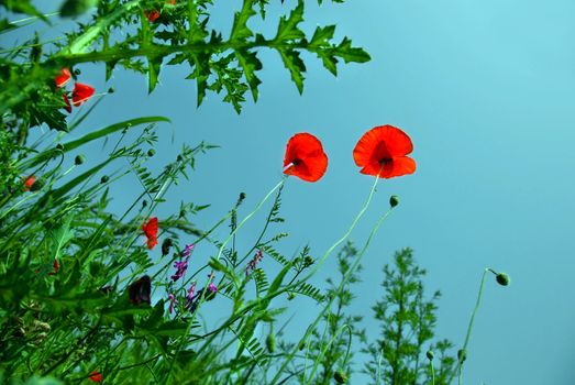 red bright blooming poppies over blue sky