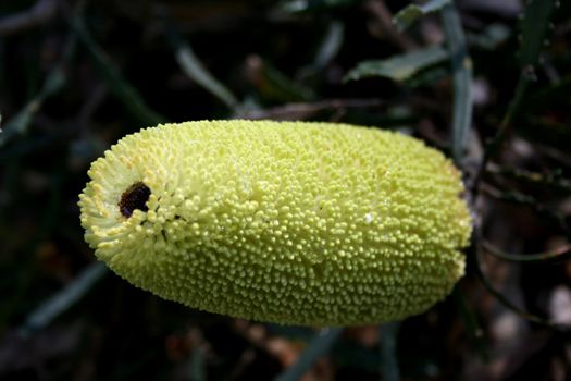 West Australian Wildflower, part of the Banksia family - Banksia pilostylis