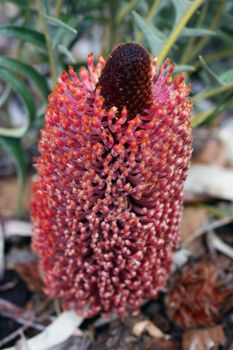 West Australian Wildflower, part of the Banksia family - Banksia blechnifolia