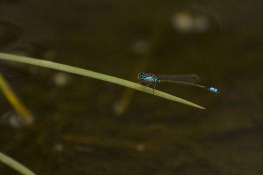 Blue Dragonfly sitting stationary on a leaf