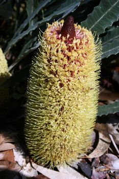 West Australian Wildflower, part of the Banksia family - Banksia prionotes