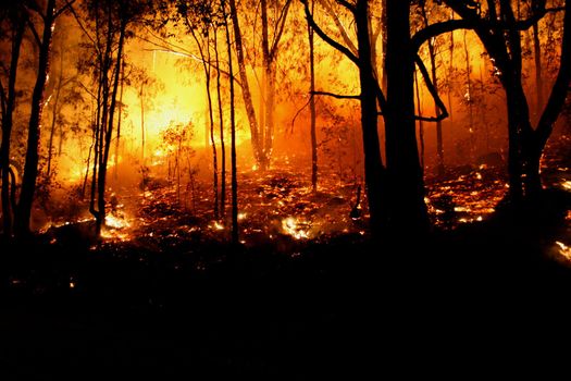 Bushfire/Wildfire closeup at night