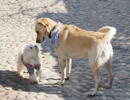 Dogs sniffing each other on a first meeting.