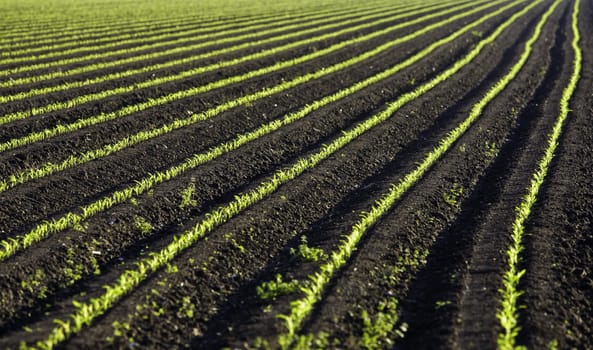 row of green baby leaf in texas