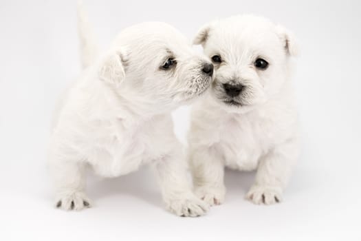 Adorable kissing puppies, only a few weeks old