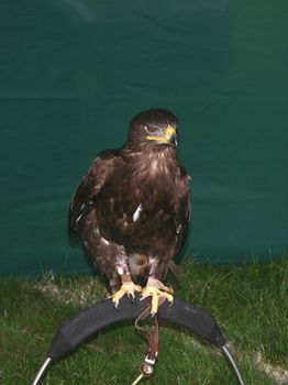 eagle at a bird show