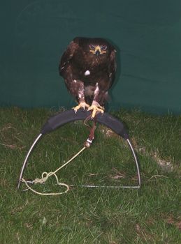 eagle at a bird show