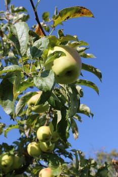 Close up of an apple on the branch of an apple tree by beautiful weather
