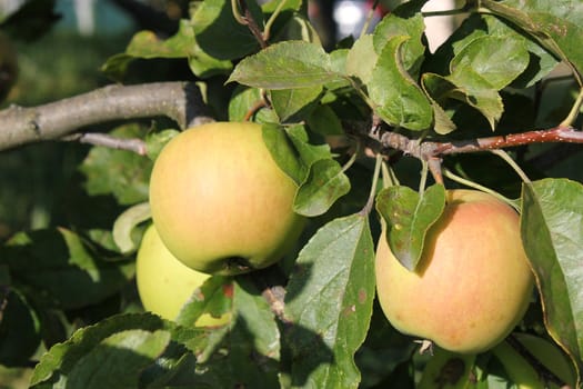 Three green and red apples surrounded by leaves on the branch of an apple tree