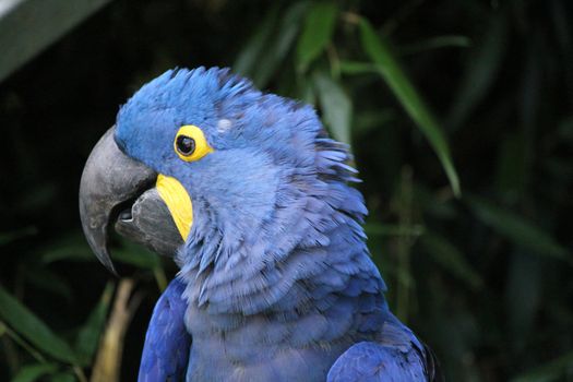 Blue and yellow hyacinthe macaw head in a tropical background