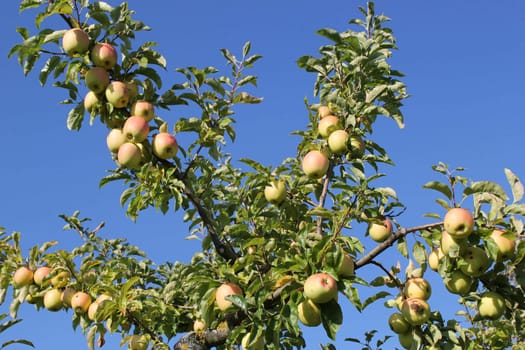 Several branches of and apple tree with a lot of apples on them by very beautiful weather