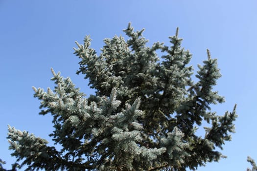 Top of a blue fir tree by beautiful weather