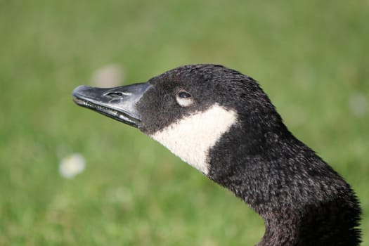 Close up of the head of a black and white savage goose