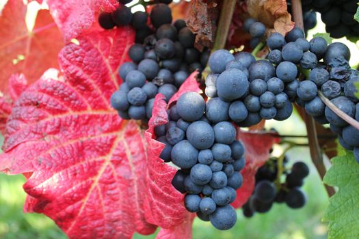 Black grapevines surrounded by autumn red leaves