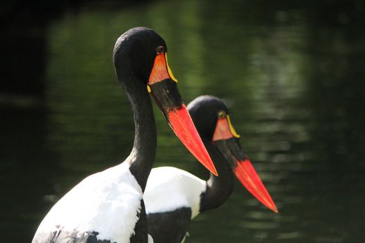 Heads of two black and white jabirus birds of Senegal, Africa, white their wonderful red long beak