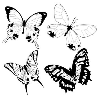 Butterflies in black and white