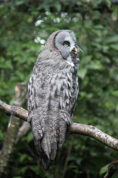 Grey violet lap owl standing on a branch and turning its head a little to look behind it